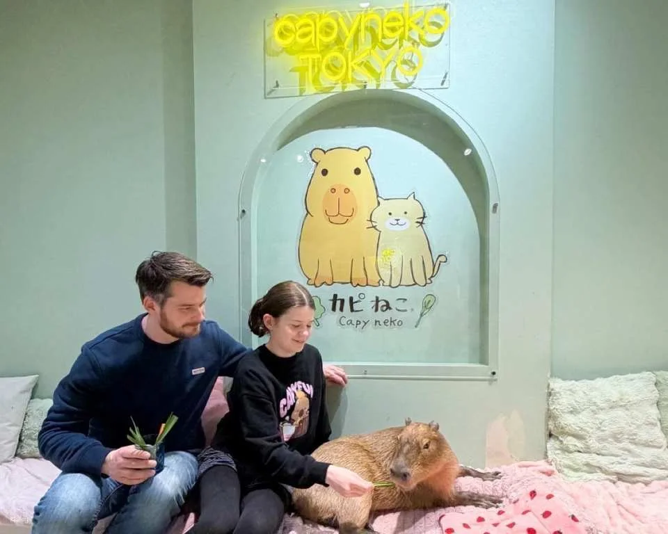 Capyneko Cafe in Harajuku, Tokyo: A therapeutic interactive experience with capybaras and stray cats.