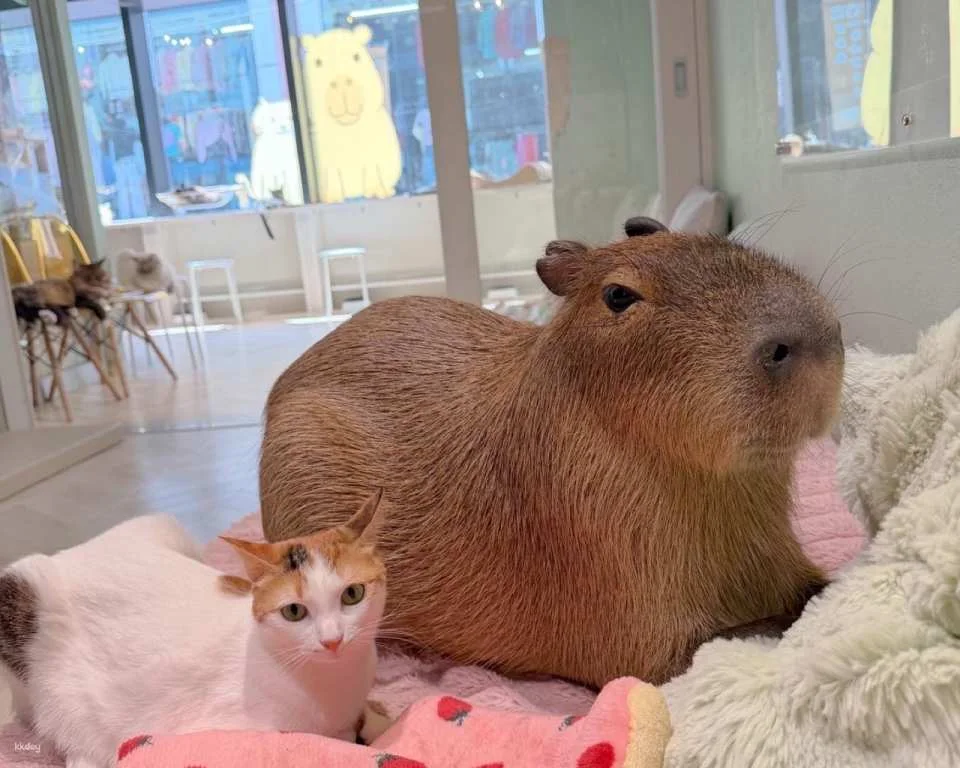 Capyneko Cafe in Harajuku, Tokyo: A therapeutic interactive experience with capybaras and stray cats.
