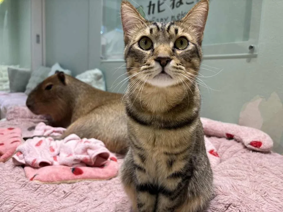 Capyneko Cafe in Harajuku, Tokyo: A therapeutic interactive experience with capybaras and stray cats.