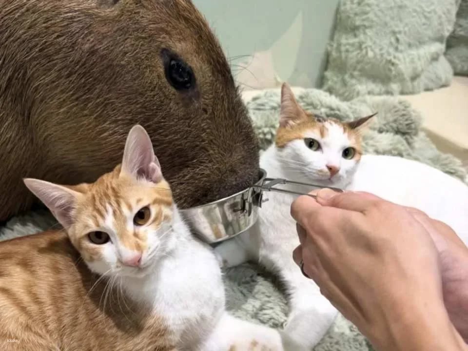 Capyneko Cafe in Harajuku, Tokyo: A therapeutic interactive experience with capybaras and stray cats.