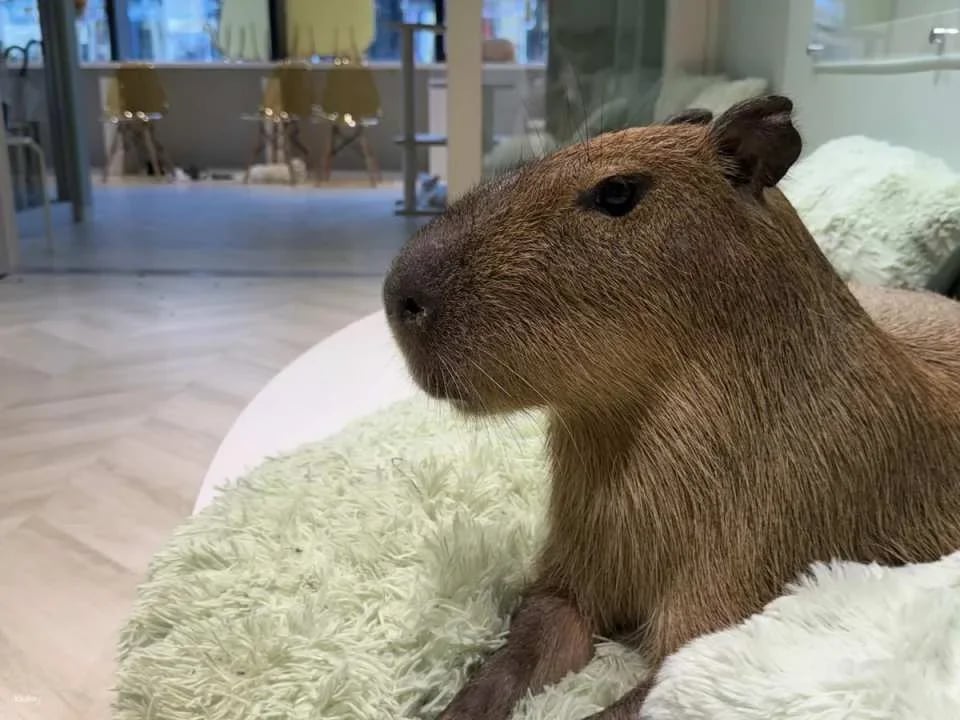 Capyneko Cafe in Harajuku, Tokyo: A therapeutic interactive experience with capybaras and stray cats.