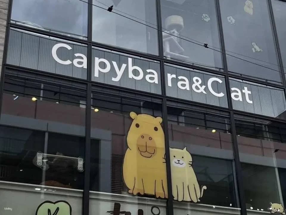 Capyneko Cafe in Harajuku, Tokyo: A therapeutic interactive experience with capybaras and stray cats.