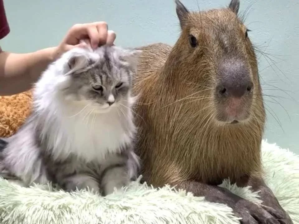 Capyneko Cafe in Harajuku, Tokyo: A therapeutic interactive experience with capybaras and stray cats.