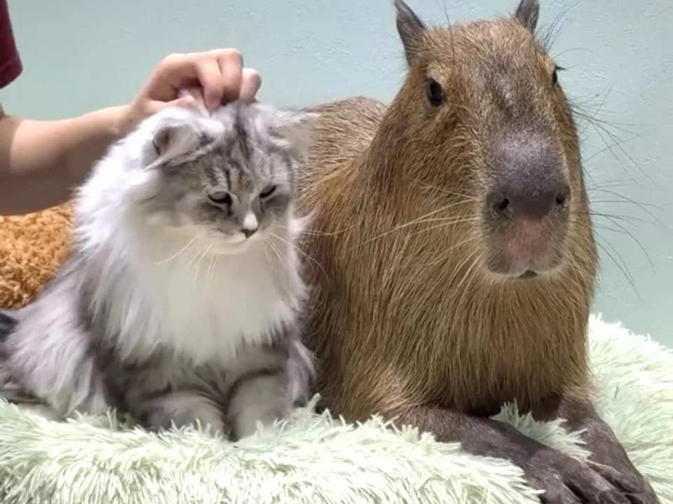 Capyneko Cafe in Harajuku, Tokyo: A therapeutic interactive experience with capybaras and stray cats.