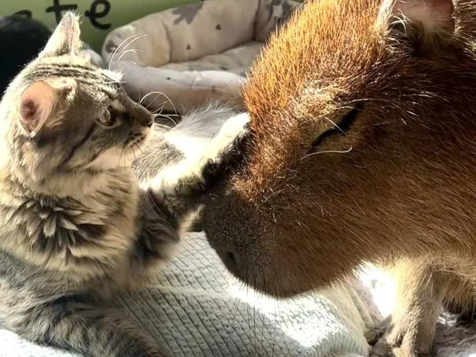Capyneko Cafe in Kichijoji, Tokyo: A therapeutic interactive experience with capybaras and stray cats. (578719)