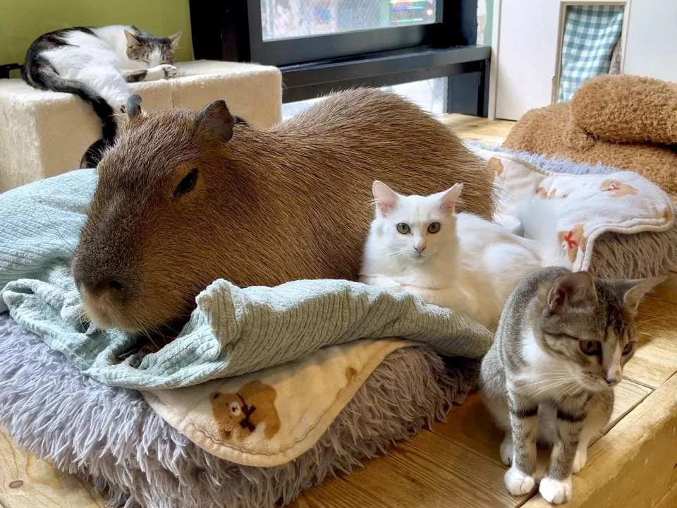 Capyneko Cafe in Kichijoji, Tokyo: A therapeutic interactive experience with capybaras and stray cats.