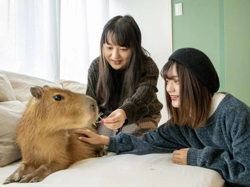 Capyneko Cafe in Kichijoji, Tokyo: A therapeutic interactive experience with capybaras and stray cats.