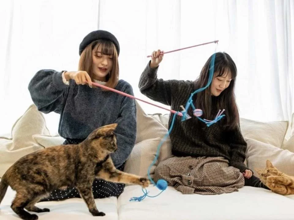 Capyneko Cafe in Kichijoji, Tokyo: A therapeutic interactive experience with capybaras and stray cats.