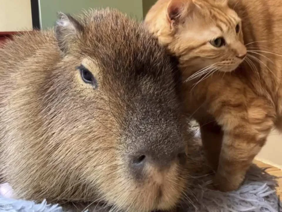 Capyneko Cafe in Kichijoji, Tokyo: A therapeutic interactive experience with capybaras and stray cats.