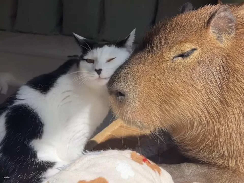 Capyneko Cafe in Kichijoji, Tokyo: A therapeutic interactive experience with capybaras and stray cats.