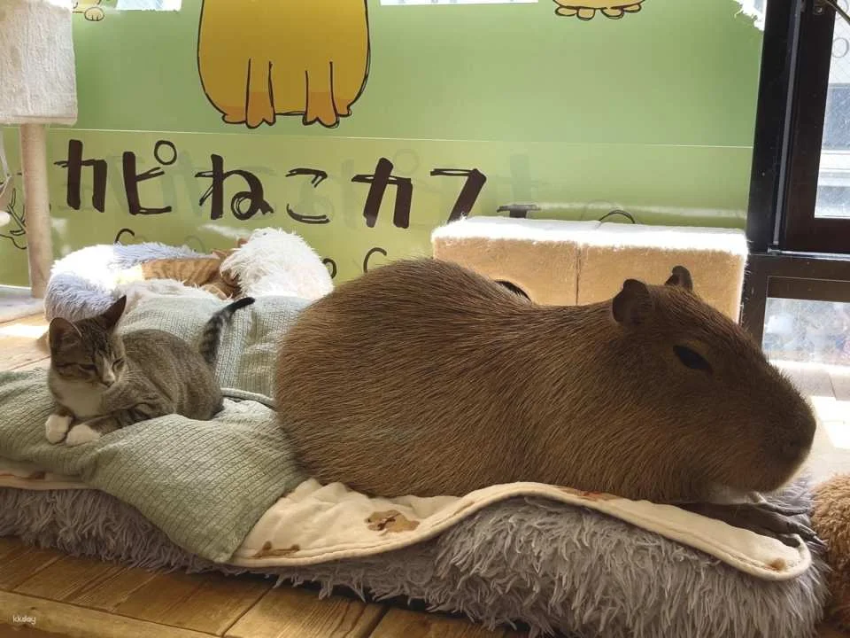 Capyneko Cafe in Kichijoji, Tokyo: A therapeutic interactive experience with capybaras and stray cats.