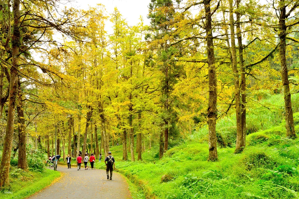 Nantou Bamboo and Deer Tour Package