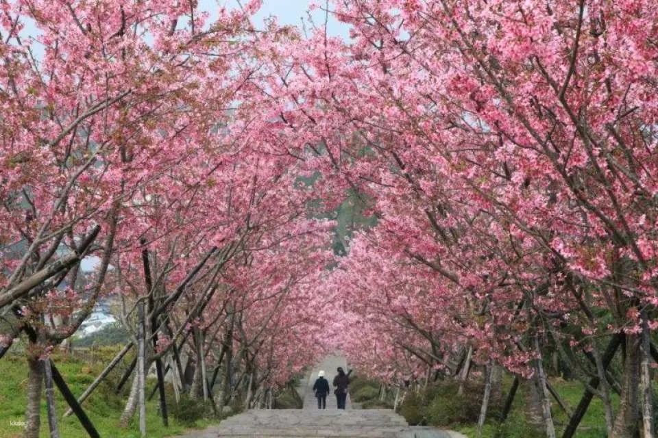 Nantou Bamboo and Deer Tour Package