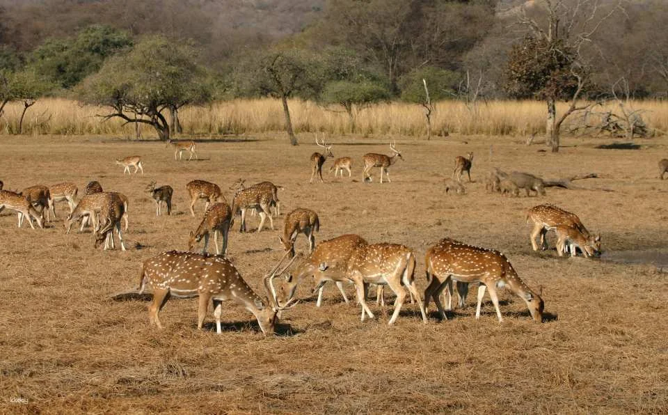 7-Day Golden Triangle with Khajuraho & Raneh Falls Extension | India