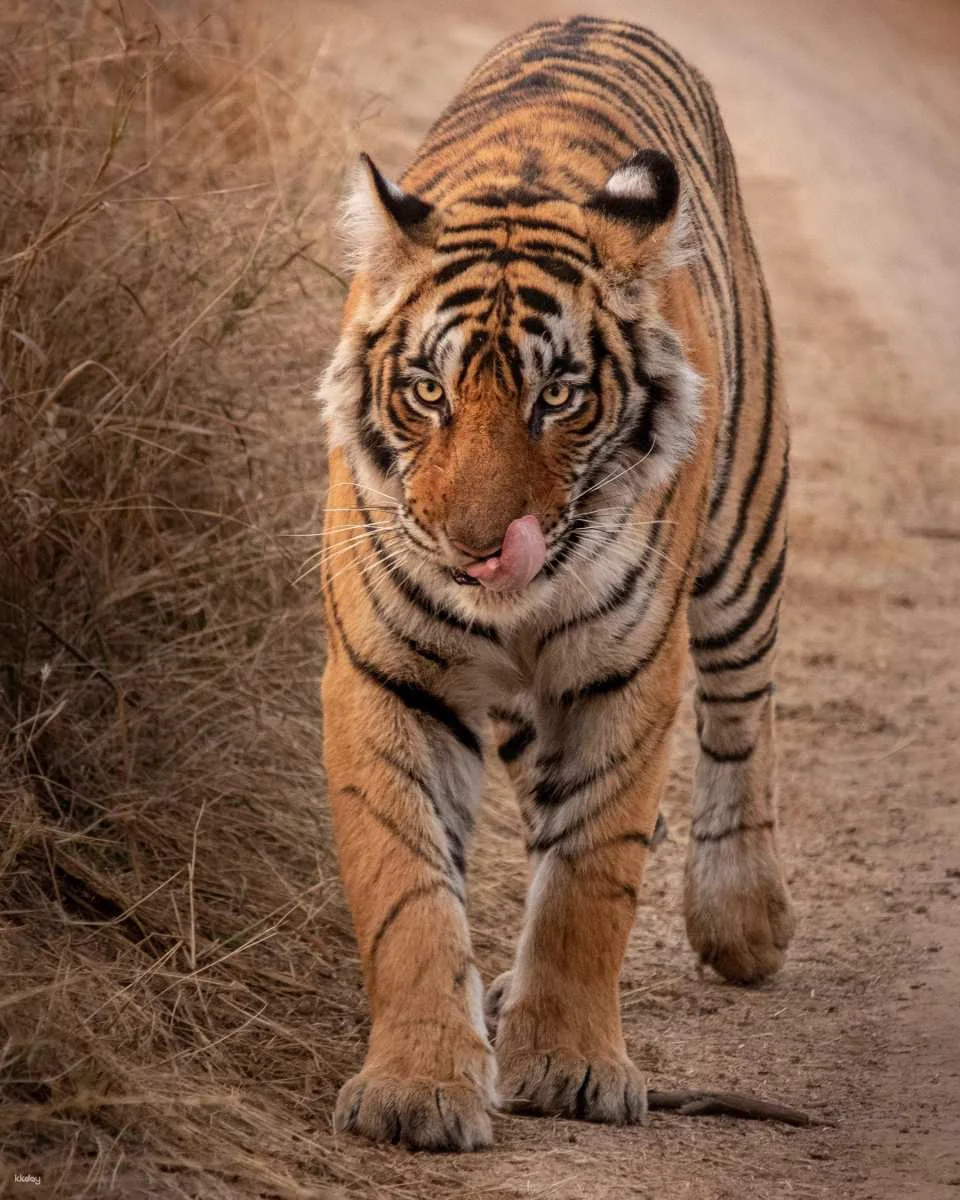 8-Day Golden Triangle Tour with Ranthambore Tiger Safari