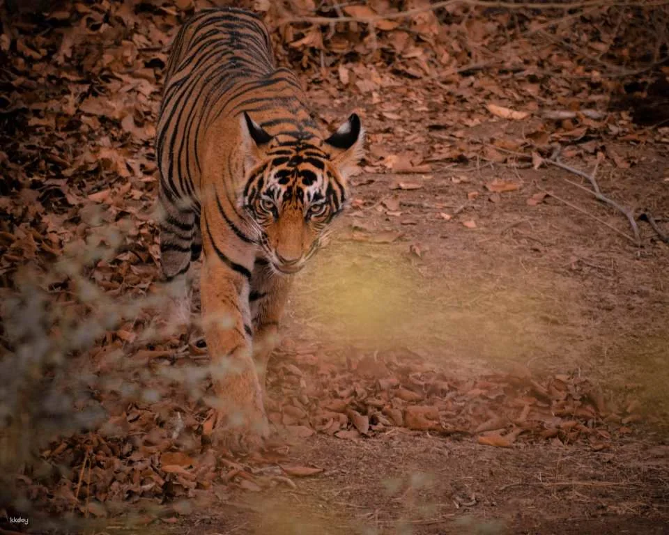 8-Day Golden Triangle Tour with Ranthambore Tiger Safari
