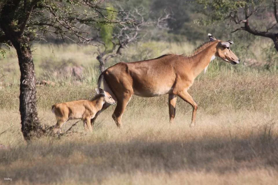 8-Day Golden Triangle Tour with Ranthambore Tiger Safari