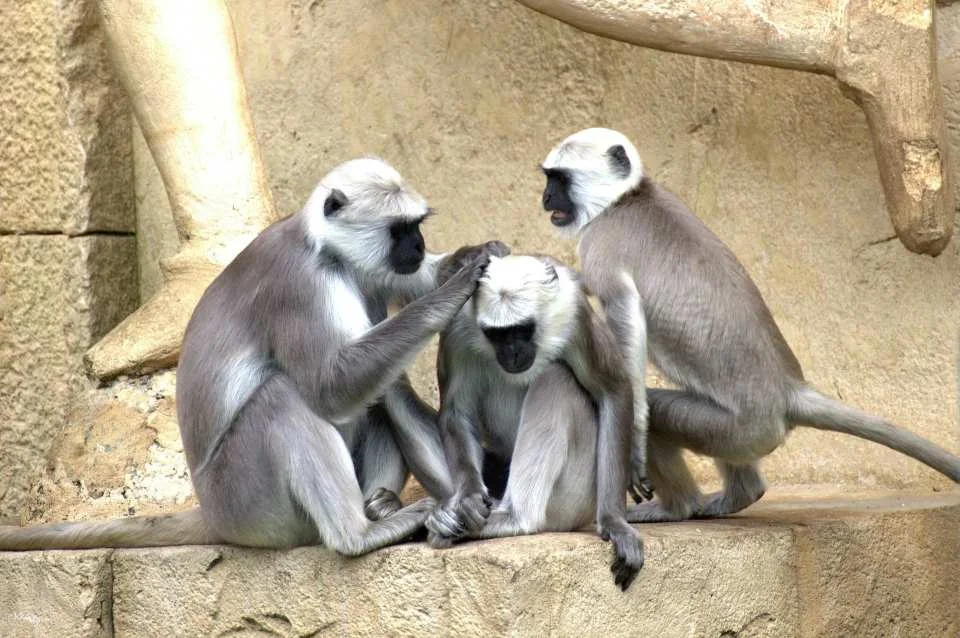 3-Day Khajuraho Temple, Village and Panna National Park Tour from Delhi.