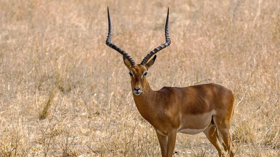 Private 2-Day Khajuraho and Panna National Park Tour with Train Journey from Delhi.