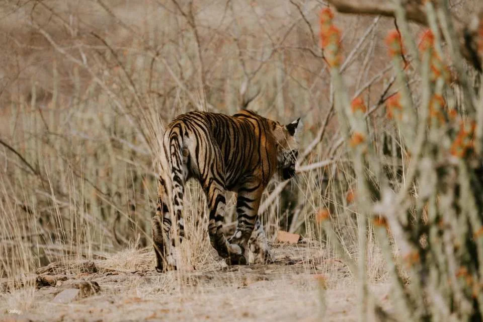 Khajuraho Heritage and Panna Wildlife Tour in 3 Days with Return Flights from Delhi | India