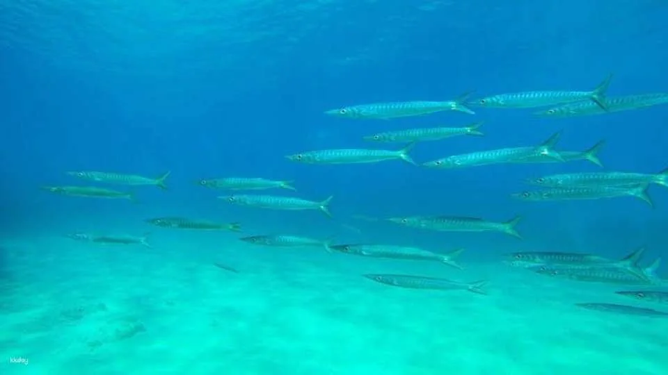 Exclusive Boat tours with Pachira from Fornells without Transfer