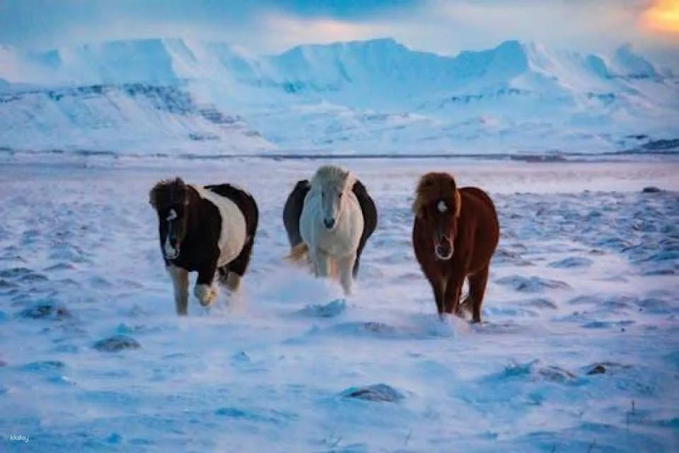 Musement Icelandic horse tour (599026)