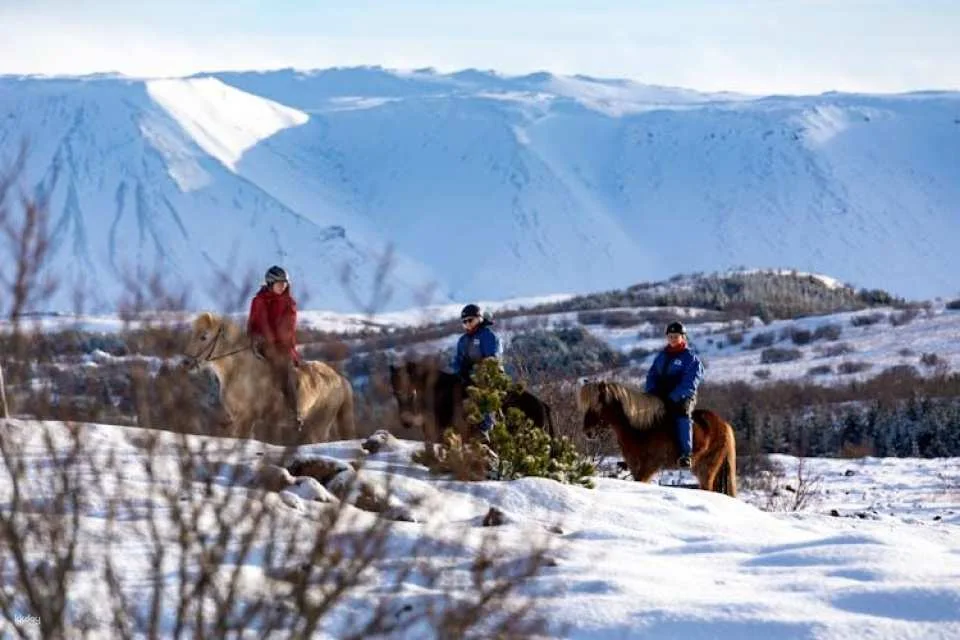 Musement Icelandic horse tour