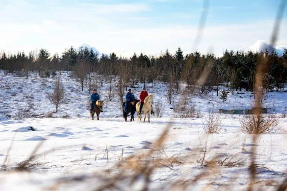 Musement Icelandic horse tour
