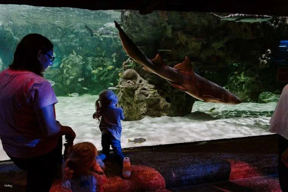 Sea Life Brighton entrance tickets
