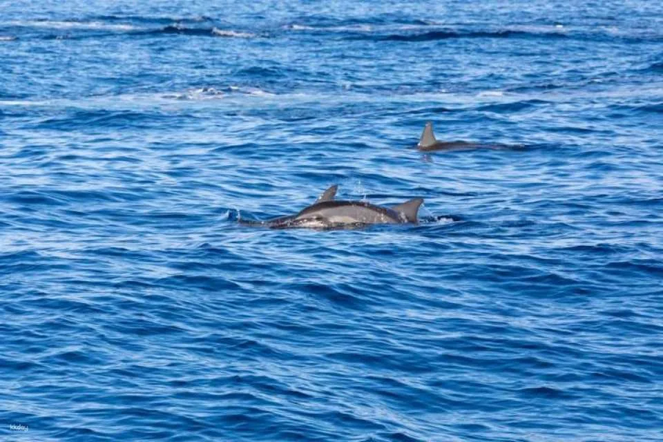 Blue Bird dolphin and whale-watching cruise