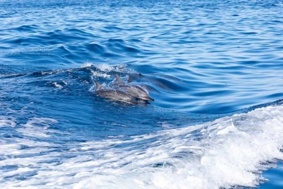Blue Bird dolphin and whale-watching cruise
