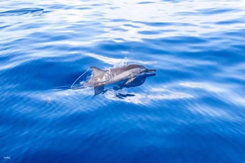 Blue Bird dolphin and whale-watching cruise