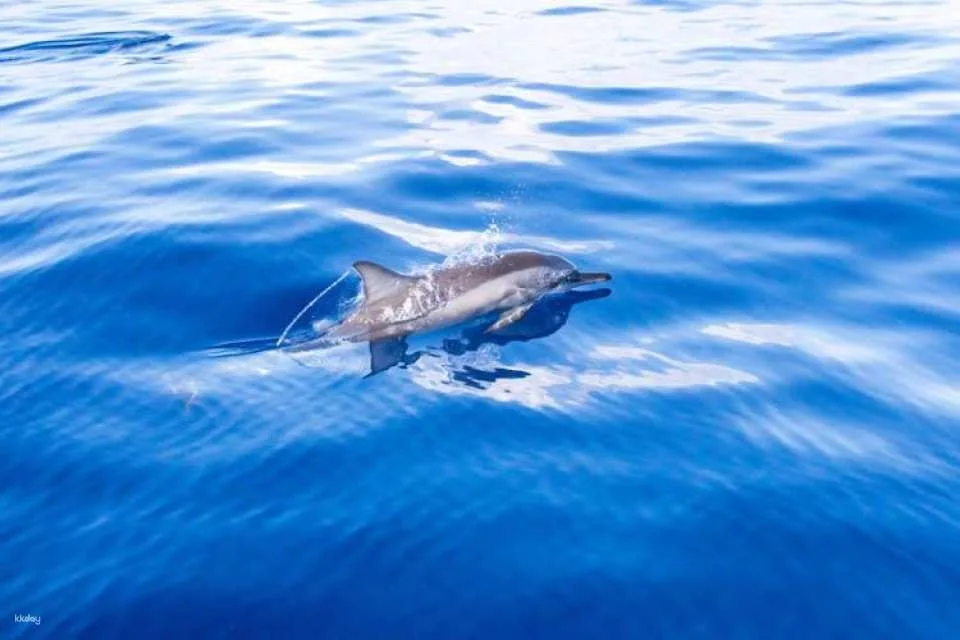 Blue Bird dolphin and whale-watching cruise