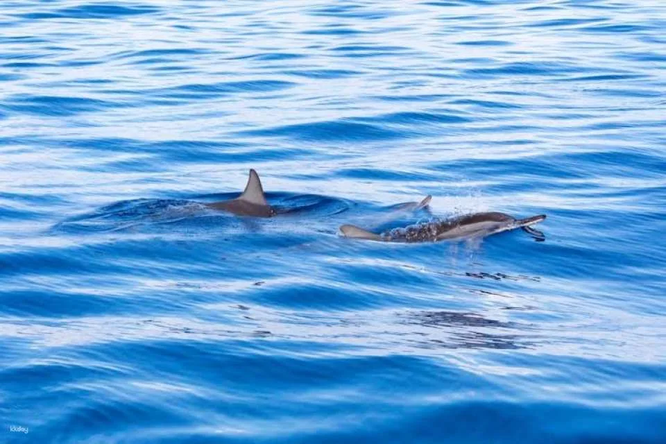 Blue Bird dolphin and whale-watching cruise