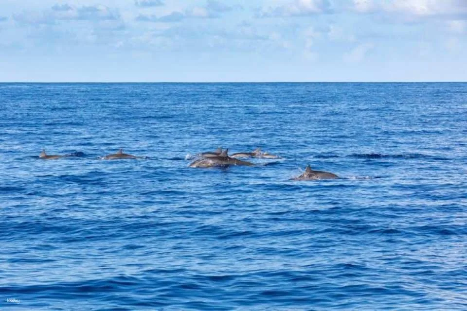 Blue Bird dolphin and whale-watching cruise