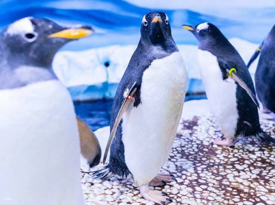 Sea Life London Aquarium tickets