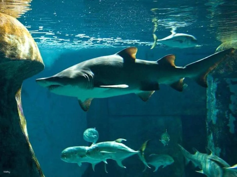 Sea Life London Aquarium tickets