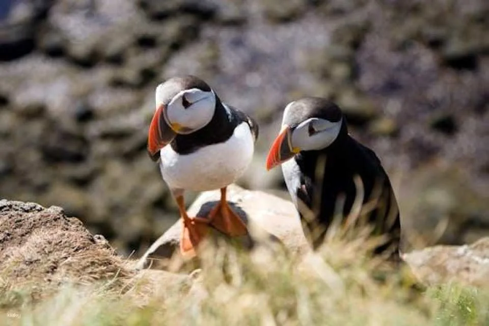Hike to the wonder world of Látrabjarg (600335)
