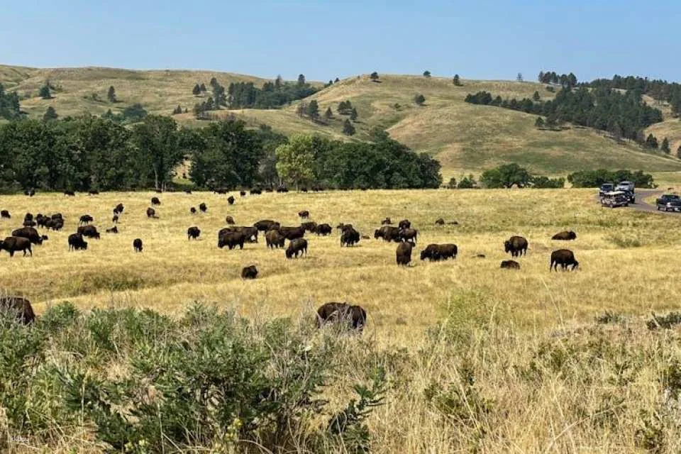 Custer State Park self-guided driving audio tour