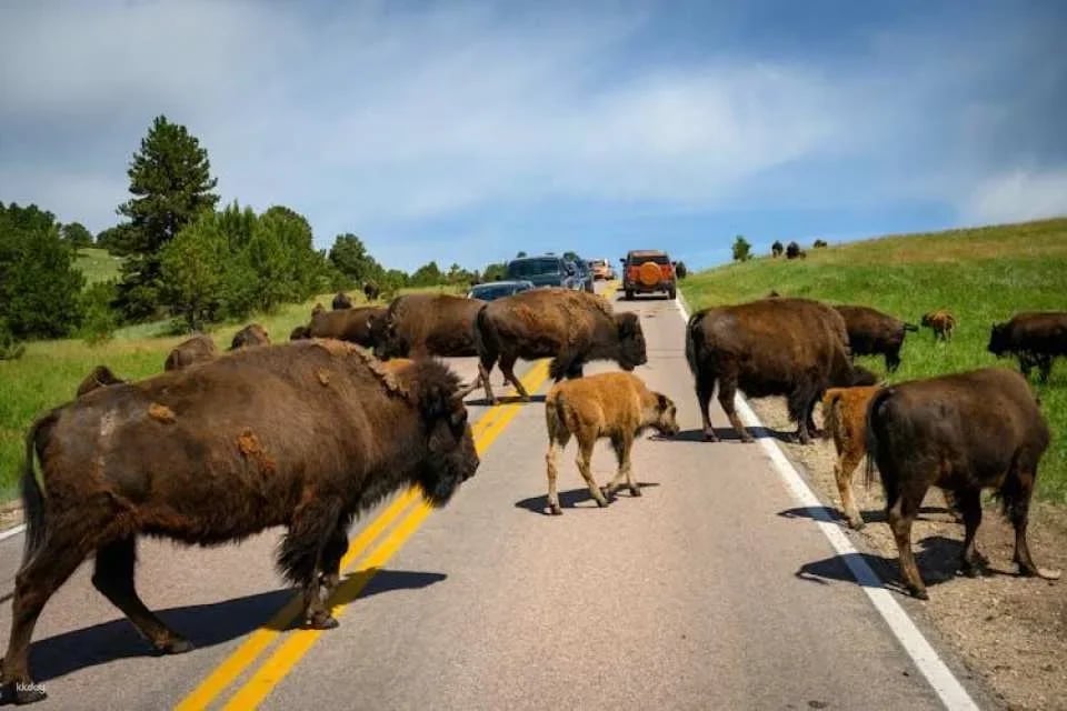 Custer State Park self-guided driving audio tour