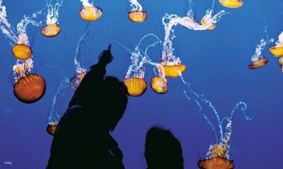Monterey and Carmel full-day tour from San Francisco