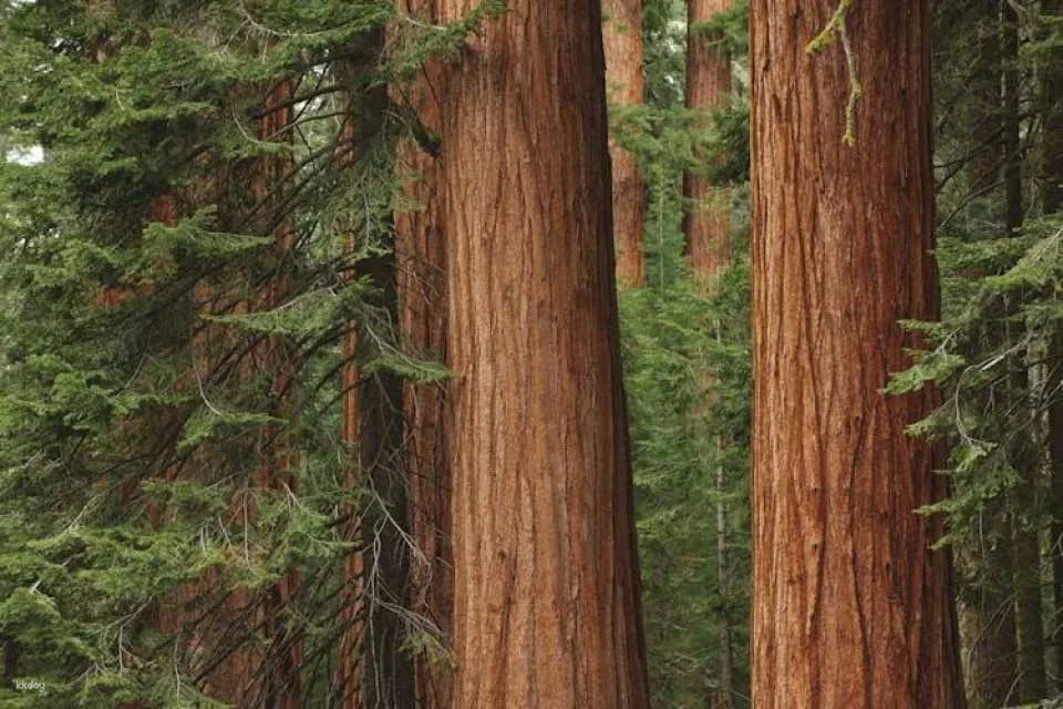 San Francisco city tour and Muir Woods combo