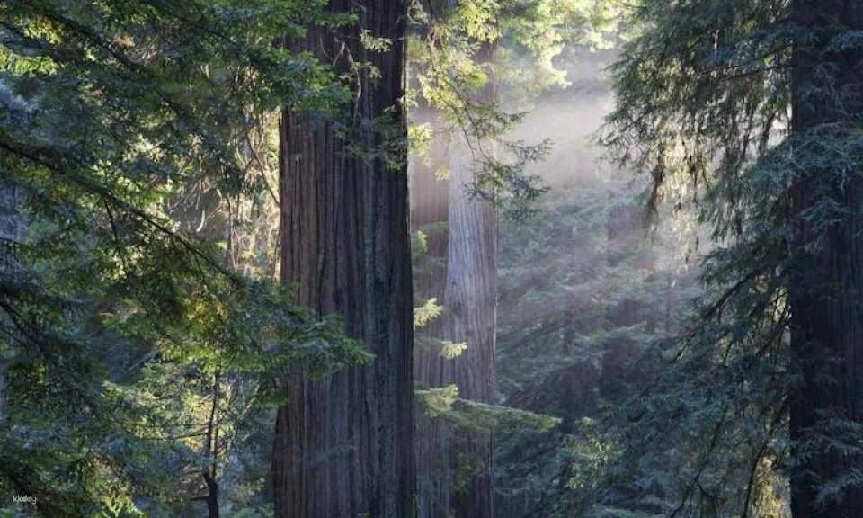 San Francisco city tour and Muir Woods combo