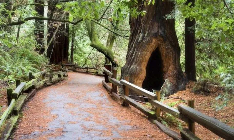 San Francisco city tour and Muir Woods combo