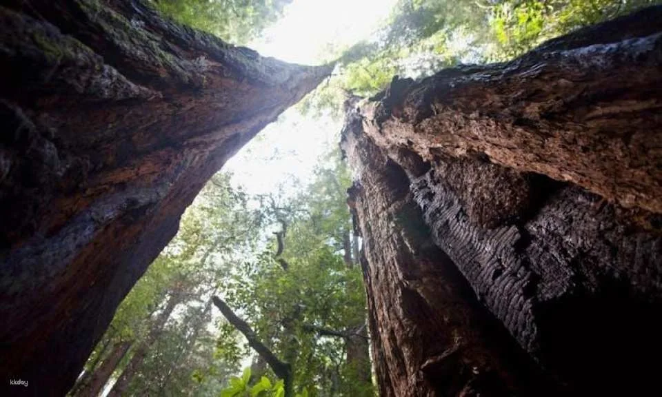 San Francisco city tour and Muir Woods combo