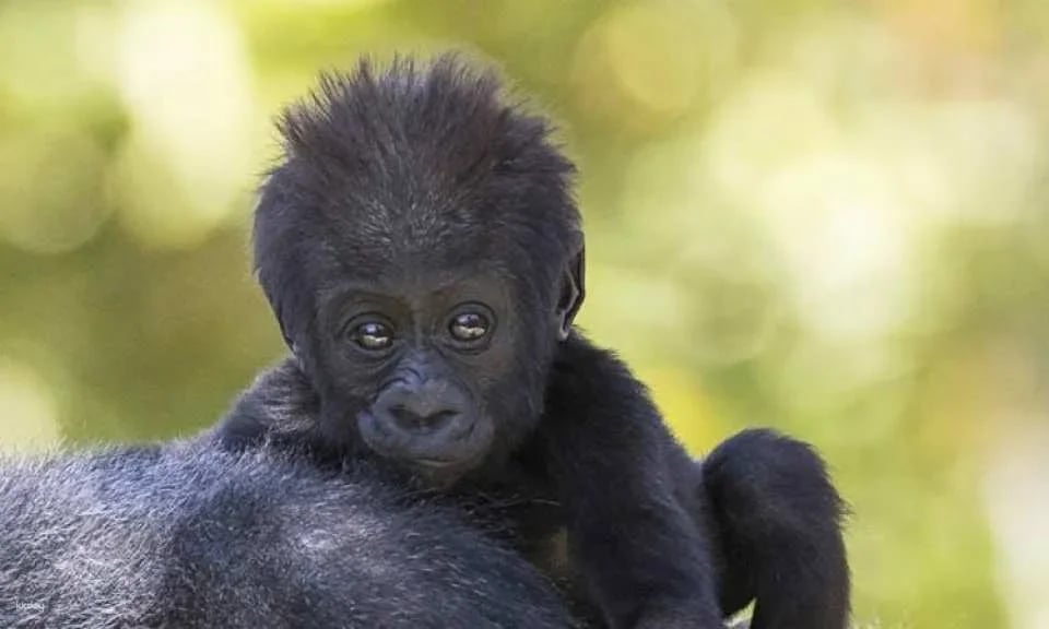 San Diego Zoo 1-day pass