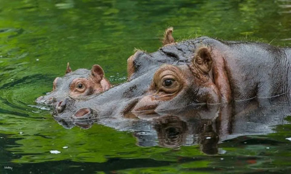 San Diego Zoo 1-day pass