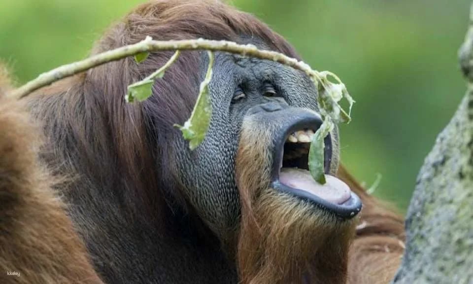 San Diego Zoo 1-day pass