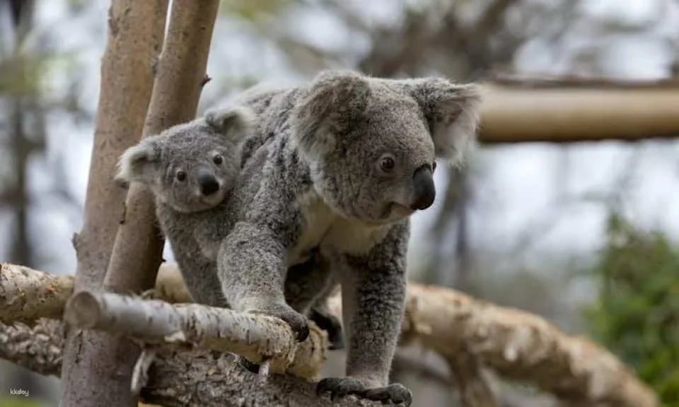San Diego Zoo 1-day pass