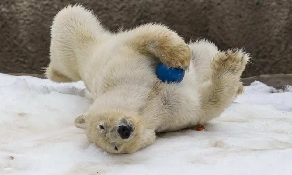 San Diego Zoo 1-day pass
